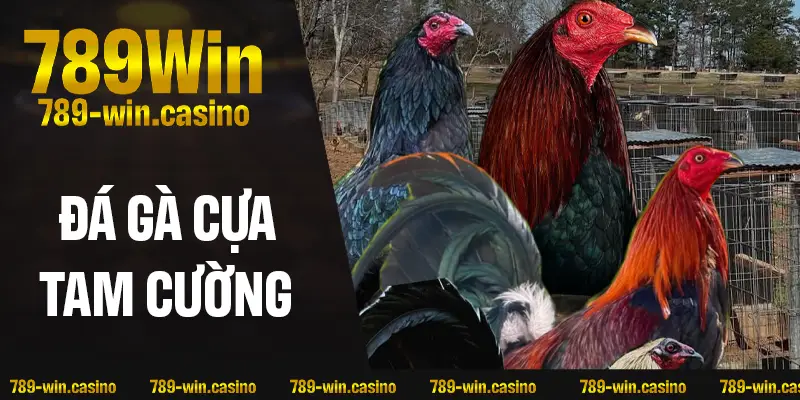 Cựa Tam Cường – Cách Phân Biệt Gà Chọi Đỉnh, Chất Lượng Số 1
