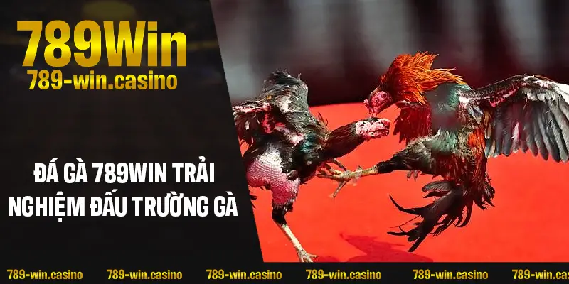 Tìm hiểu về đá gà 789WIN – Đấu trường gà số một hiện nay